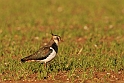 Lapwing in field - G